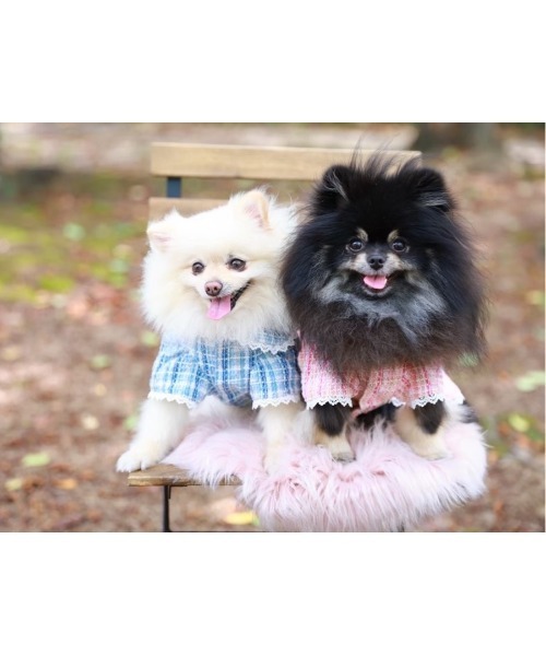 【minimo】チェックリボンコート/犬服(ドッグウェア)(SU)（ペットウェア）｜tone（トーン）