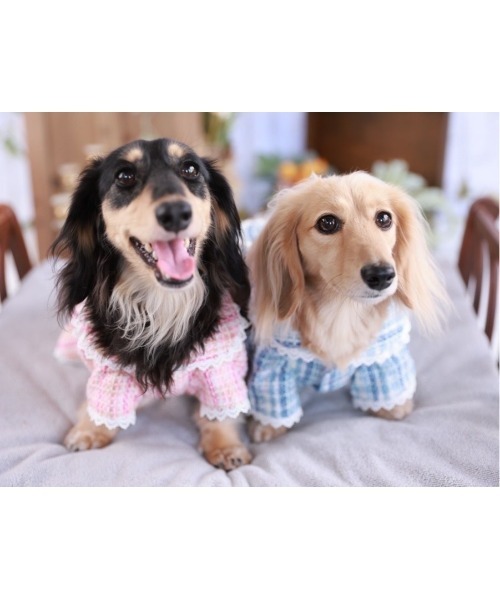 【minimo】チェックリボンコート/犬服(ドッグウェア)(SU)（ペットウェア）｜tone（トーン）