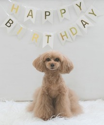 Calulu(J)Calulu/HAPPYBIRTHDAYp[eB[K[h(̑ybgObY)