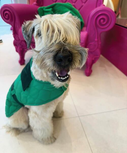Hey Rugged The Padding Hey Dog Padding (Soul Green)(ペットウェア)|HEYJUD(ヘイジュード)のファッション通販 - ZOZOTOWN