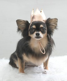 Calulu（カルル）の「Calulu/HAPPYBIRTHDAYアニバーサリークラウン（その他ペットグッズ）」