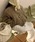 sorule�i�\�����j�́u�{�A�V���[�g�_�b�t���R�[�g�i�_�b�t���R�[�g�j�v�b�O���C�b�V���x�[�W��