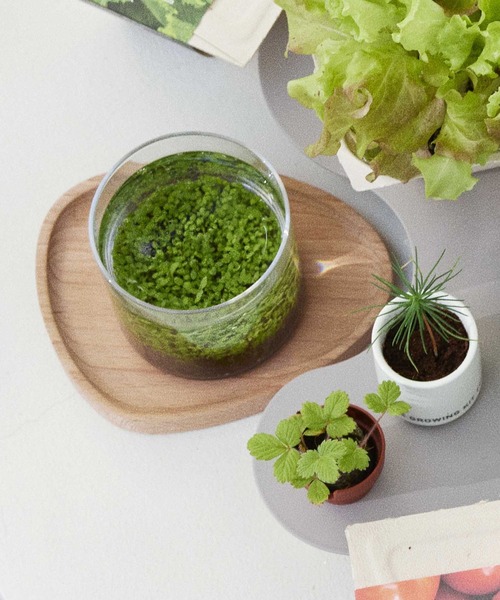 LAKOLE（ラコレ）の「育てるグリーン[水草] / 182605（インテリア雑貨・レディース・その他・FREE）」の2枚目の写真