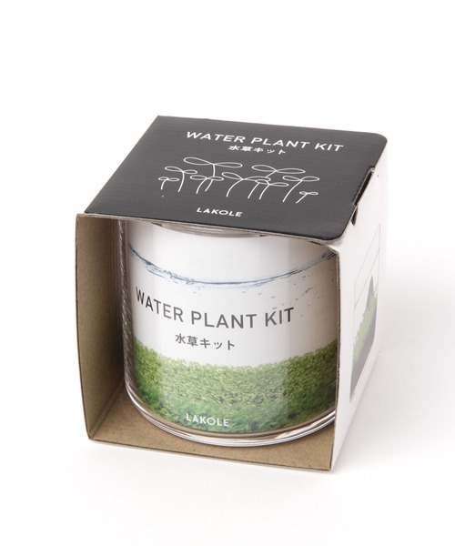 LAKOLE（ラコレ）の「育てるグリーン[水草] / 182605（インテリア雑貨・レディース・その他・FREE）」の3枚目の写真