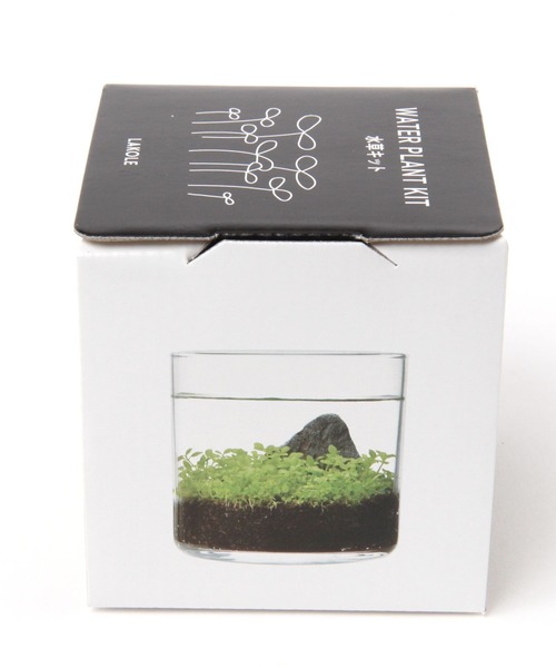 LAKOLE（ラコレ）の「育てるグリーン[水草] / 182605（インテリア雑貨・レディース・その他・FREE）」の4枚目の写真