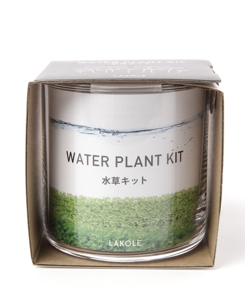 LAKOLE（ラコレ）の「育てるグリーン[水草] / 182605（インテリア雑貨・レディース・その他・FREE）」の6枚目の写真
