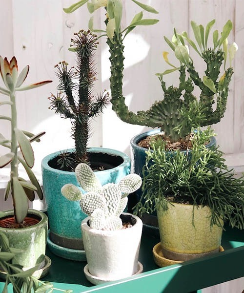 DULTON（ダルトン）の「COLOR GLAZED POT/4号 植木鉢（フラワーベース・メンズ・ターコイズブルー/ライム/イエロー/オレンジ/ブルー/アイボリー/グレー系その他/グリーン系その他/ライトパープル/バイオレット・FREE）」の17枚目の写真