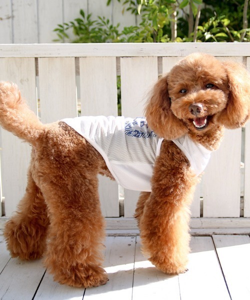 犬と生活 いぬとせいかつ クールメッシュタンクｌｗｄ 犬服 ドッグウェア ペットウェア 犬と生活 イヌトセイカツ のファッション通販 Zozotown