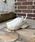 NIKE�i�i�C�L�j�́uWMNS TC7900 PRM�i�X�j�[�J�[�j�v�b�z���C�g