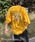 ILL'SiCYj́u25SSyTOM&JERRY / gƃWF[zrbOVGbgobNvgTVc jZbNXiTVc/Jbg\[jvbCG[