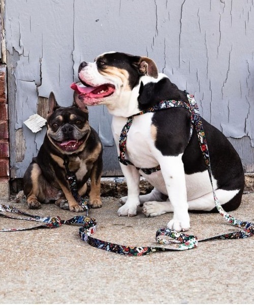 WOLF GANG ブラウンレザーリード WOLFGANG MAN & BEAST (ウルフ