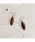 tone�i�g�[���j�́u�ymastea�z14KGF/�^�C�K�[�A�C�}�[�L�X�J�b�g�s�A�X(MA)�i�s�A�X�i�����p�j�j�v�bB