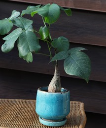 DULTON(�_���g��)��GLAZED EARTHENWARE POT S/�A�ؔ� �v�����^�[(�t�����[�x�[�X)