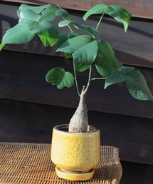 DULTON(�_���g��)��GLAZED EARTHENWARE POT S/�A�ؔ� �v�����^�[(�t�����[�x�[�X)