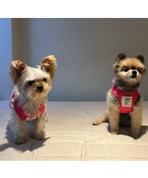 HEYJUD（ヘイジュード）の「プレッピー犬ハーネス 小型犬プレッピー犬ハーネスセット (セラマゼンタ)（リード/ハーネス/首輪）」