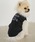 common gull products.�i�R�����K���v���_�N�c�j�́u�ق��ĐF��common gull products. tee�i�y�b�g�E�F�A�j�v�b�l�C�r�[