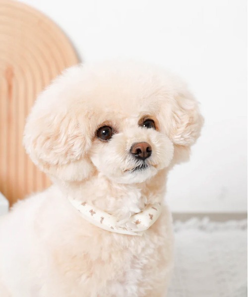 moncheri（モンシェリ）の「エコひんやりくまさん柄ネックリング【愛犬ちゃん用】XSサイズ（リード/ハーネス/首輪・レディース・ベージュ・XS）」の9枚目の写真