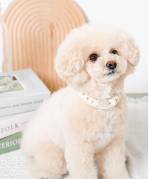 moncheri（モンシェリ）の「エコひんやりくまさん柄ネックリング【愛犬ちゃん用】XSサイズ（リード/ハーネス/首輪・レディース・ベージュ・XS）」の10枚目の写真