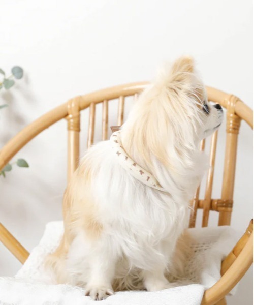moncheri（モンシェリ）の「エコひんやりくまさん柄ネックリング【愛犬ちゃん用】XSサイズ（リード/ハーネス/首輪・レディース・ベージュ・XS）」の6枚目の写真