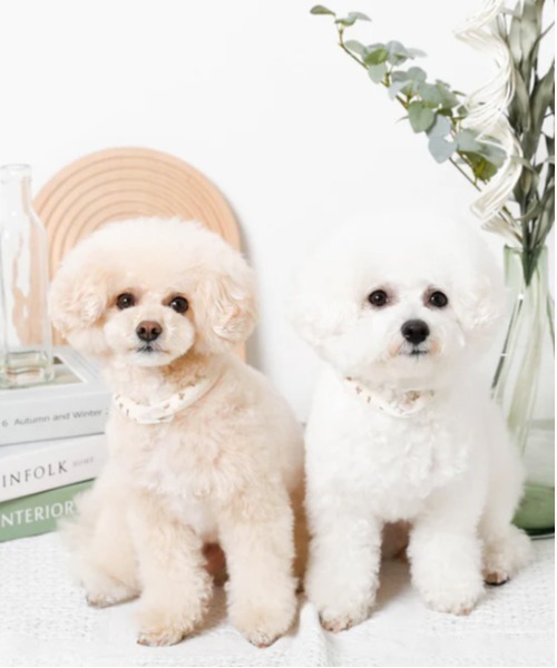 moncheri（モンシェリ）の「エコひんやりくまさん柄ネックリング【愛犬ちゃん用】XSサイズ（リード/ハーネス/首輪・レディース・ベージュ・XS）」の5枚目の写真