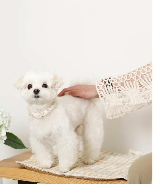 moncheri（モンシェリ）の「エコひんやりくまさん柄ネックリング【愛犬ちゃん用】XSサイズ（リード/ハーネス/首輪・レディース・ベージュ・XS）」の7枚目の写真