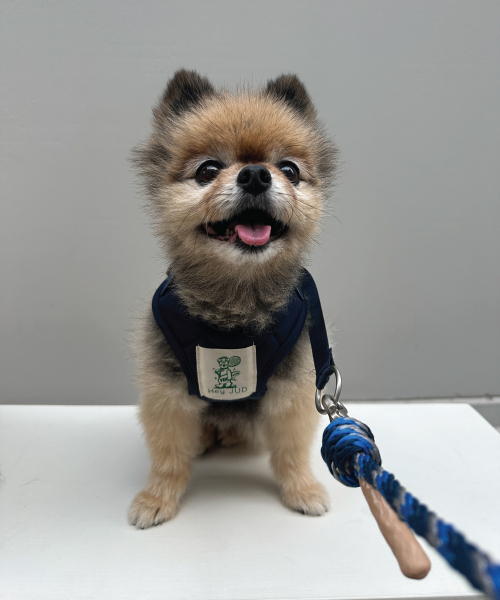 プレッピー ドッグ ハーネス 小型犬 プレッピー ドッグ ハーネス