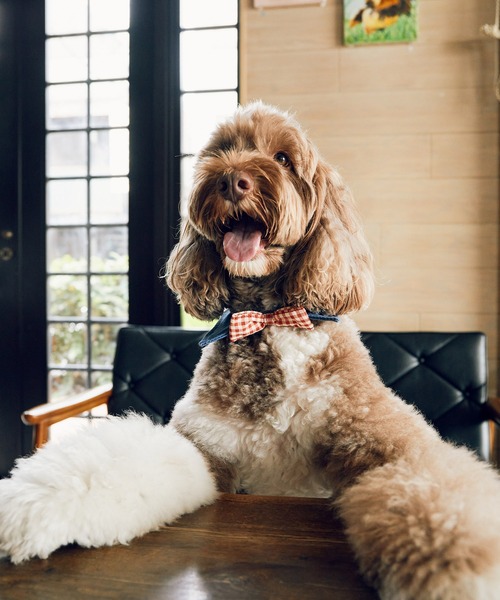 ROPE' PICNIC 襟付き蝶ネクタイ S 【公式通販】