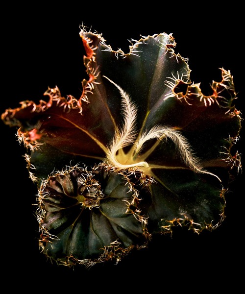 モハーヴェ ゴースト アブソリュ ドゥ パルファン 100ml（香水