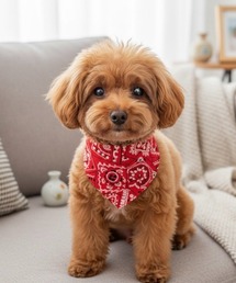 IO（イオ）（イオ）の「IO Select / ペット服 リードフック付き 首輪 三角スカーフ スタイ バンダナ YWG-0013（ペット用おもちゃ）」