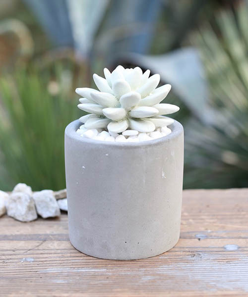 DULTON（ダルトン）の「FRAGRANCE DIFFUSER /フレグランス ディフューザー（ルームフレグランス/お香・メンズ・その他1/その他2/その他3・FREE）」の14枚目の写真