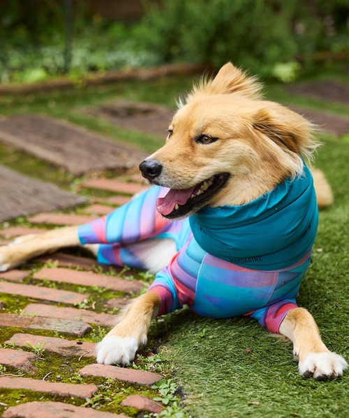 ☆専用☆〖美品〗テレサカンビ スヌード 犬 ネックウォーマー ベージュ 完売 ネックウォーマー M/小型犬（その他ペットグッズ）｜MANDARINE