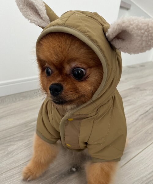 セール】【WEB限定】【DOD】【ドッグウェア】サササノフワジャケ