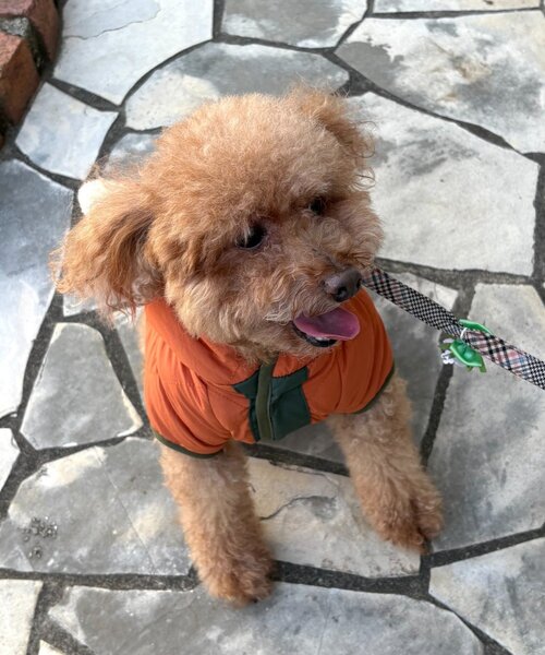 CIAOPANIC TYPY（チャオパニックティピー）の「【WEB限定】【DOD】【ドッグウェア】サササノフワジャケ（ペットウェア・レディース・ブルー/オレンジ/ベージュ・MEDIUM/SMALL）」の15枚目の写真