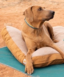 Carhartt dog ベッドマット