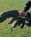 Pacific GOLF CLUBipVtBbNStNuj́uBRIEFING × PGC DRIVER COVERiStObYjvbJ[L
