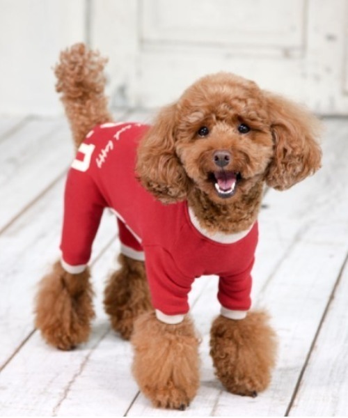 犬と生活/いぬとせいかつ/ウォームスマイルロンパース 5号,6号/犬服(ドッグウェア)（ペットウェア）｜犬と生活（イヌトセイカツ）