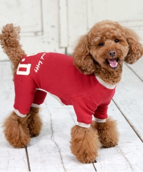 犬と生活/いぬとせいかつ/ウォームスマイルロンパース 5号,6号/犬服(ドッグウェア)（ペットウェア）｜犬と生活（イヌトセイカツ）