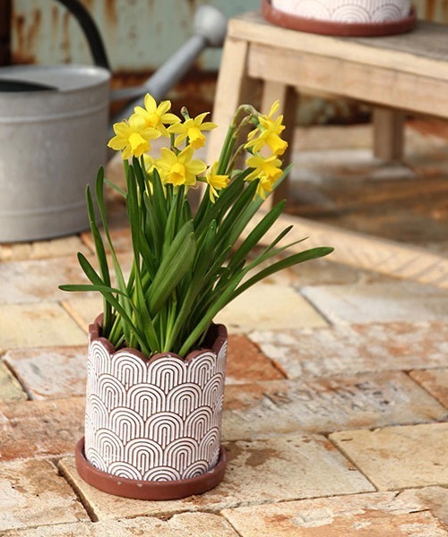 GEORGE'S（ジョージズ）の「ホワイトラインプランター Sサイズ