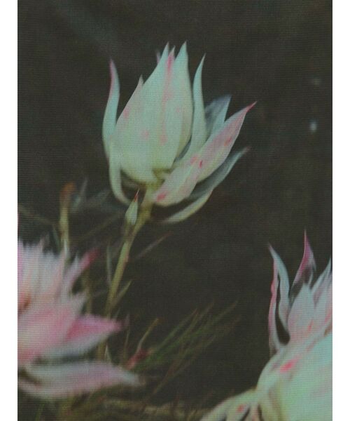 MURUA（ムルーア）の「プリントシアーナロースカート（スカート・レディース・グレー/ブラック/ライトグリーン・FREE）」の11枚目の写真