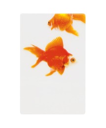 HIGHTIDE（ハイタイド）の「Transparent Photo Bookmark 透明写真栞 しおり ブックマーカー（本）」