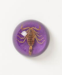 2AM(c[GCG)REAL BUG / AoO SCORPION DOME PAPERWEIGHT(̑G)