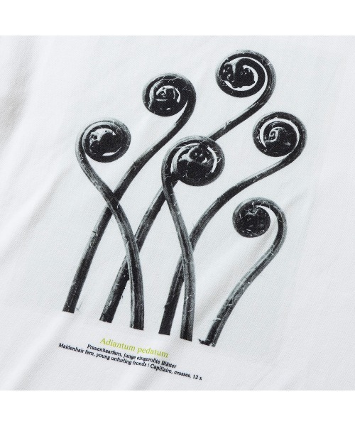 Kinetics(キネティクス)の「Kinetics WOMEN Adiantum pedatum(キネティクスウィメン アジアンタム ペダツム)(Tシャツ/カットソー・レディース・ホワイト・MEDIUM)」の5枚目の写真
