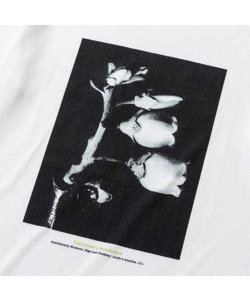 Kinetics(キネティクス)の「Kinetics WOMEN Vaccinium corymbosum(キネティクスウィメン バクシニウム コリボーサム)(Tシャツ/カットソー・レディース・ホワイト・MEDIUM)」の5枚目の写真