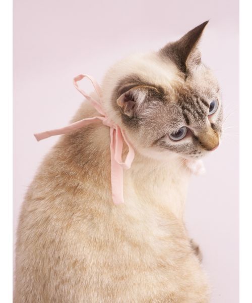 gelato pique（ジェラートピケ）の「【CAT&DOG】【Birthday】スムーズィーバースデースタイ（ペットウェア・レディース・ピンク/クリーム・F）」の5枚目の写真