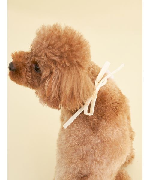 gelato pique（ジェラートピケ）の「【CAT&DOG】【Birthday】スムーズィーバースデースタイ（ペットウェア・レディース・ピンク/クリーム・F）」の7枚目の写真