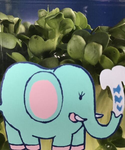 TOKYO CULTUART by BEAMS（トウキョウカルチャートバイビームス）の「鱗片堂 × ヨコサカタツヤ / ぞう ステッカー（ステッカー/テープ・メンズ・その他・ONE SIZE）」の14枚目の写真