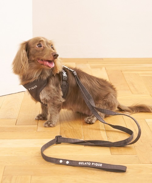 ジェラートピケ ペット ハーネス&リード CAT&DOG】【販路限定商品】リード（リード/ハーネス/首輪