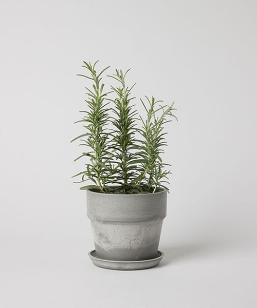 アーバンプランター（フラワーベース）｜TODAY'S SPECIAL（トゥデイズ