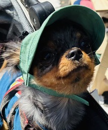 GLOBAL FORME CONCRETE（グローバルフォルムコンクリート）の「Wan Nyan Cap　ワンニャン キャップ（ペットウェア）」