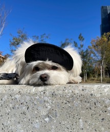 GLOBAL FORME CONCRETE（グローバルフォルムコンクリート）の「Wan Nyan Cap　ワンニャン キャップ（ペットウェア）」